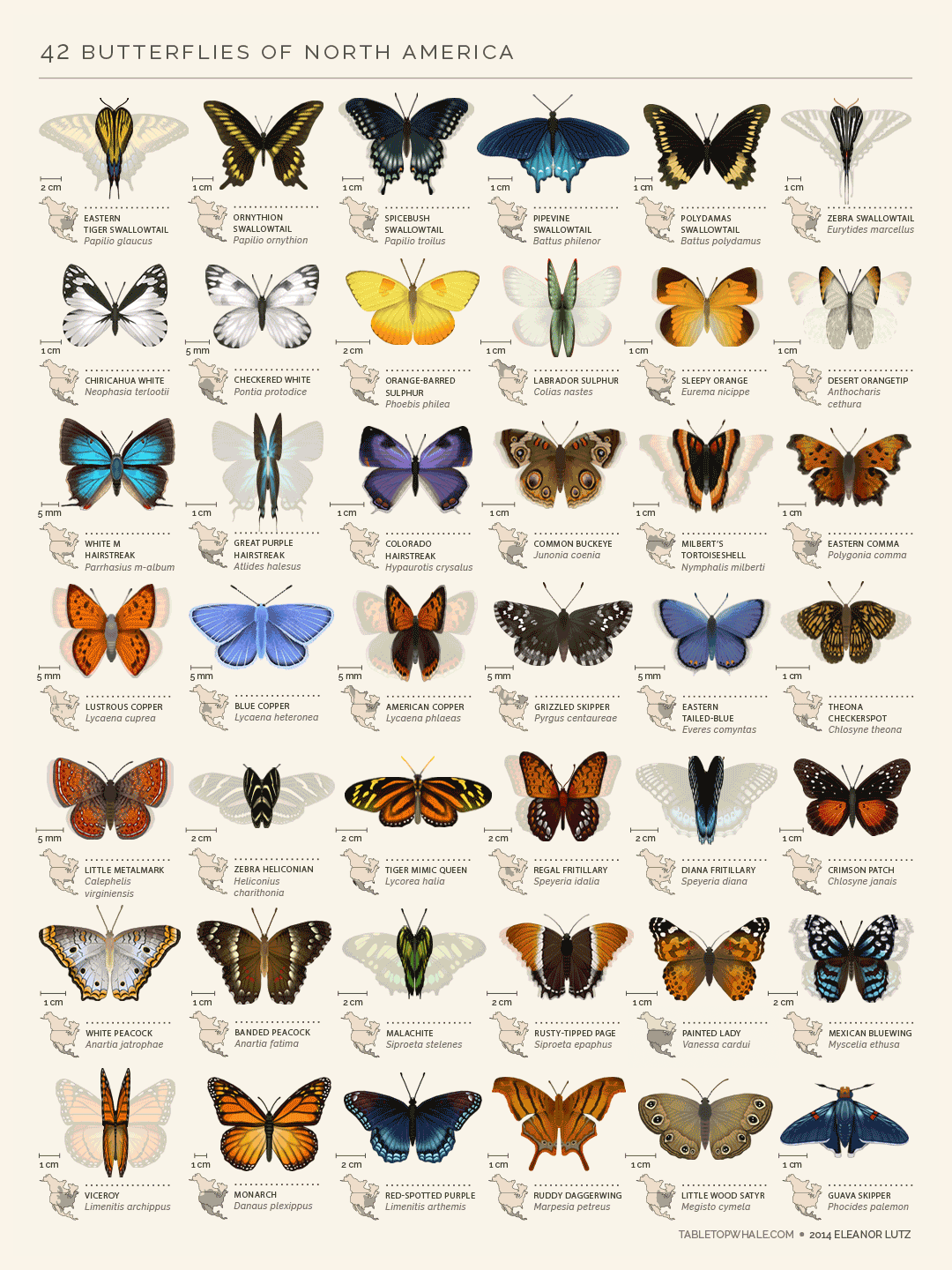 Инфографика: Виды бабочек